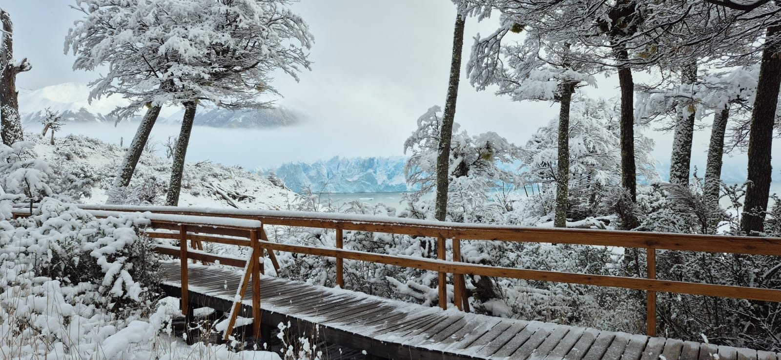 El glaciar entre el bosque nevado