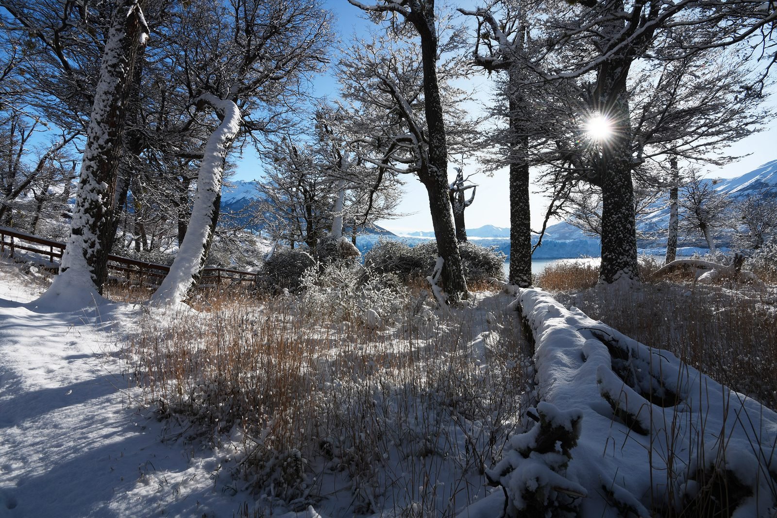 Sol de invierno en el bosque